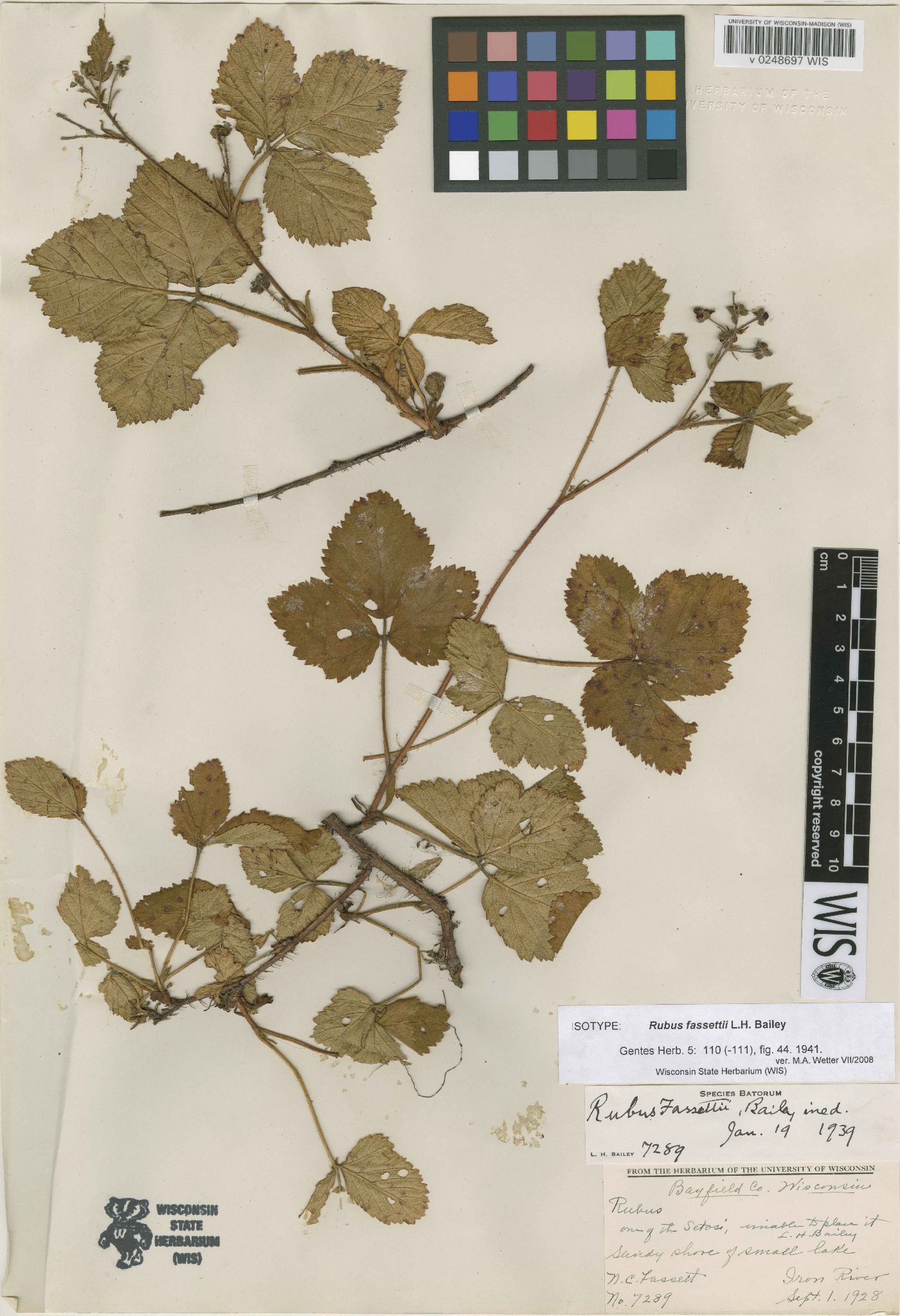 Rubus wheeleri image