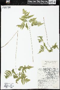 Gymnocarpium dryopteris image