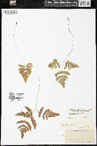 Gymnocarpium dryopteris image