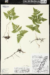 Gymnocarpium dryopteris image