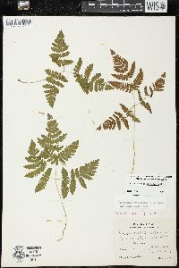 Gymnocarpium dryopteris image