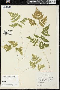 Gymnocarpium dryopteris image