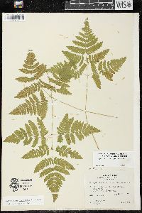 Gymnocarpium dryopteris image