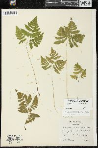 Gymnocarpium dryopteris image