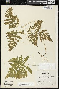 Gymnocarpium dryopteris image