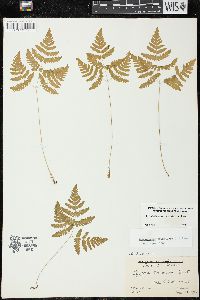 Gymnocarpium dryopteris image