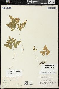 Gymnocarpium dryopteris image