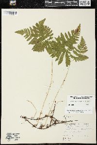 Gymnocarpium dryopteris image