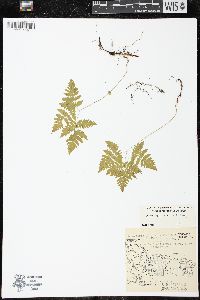 Gymnocarpium dryopteris image