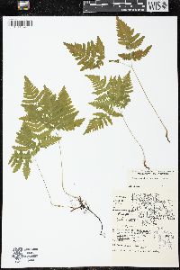 Gymnocarpium dryopteris image