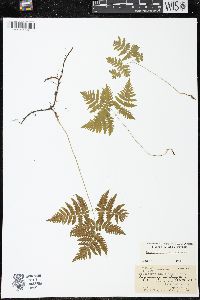 Gymnocarpium dryopteris image