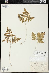 Gymnocarpium dryopteris image