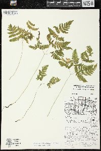 Gymnocarpium dryopteris image