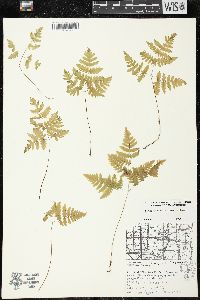 Gymnocarpium dryopteris image