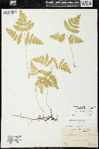 Gymnocarpium dryopteris image