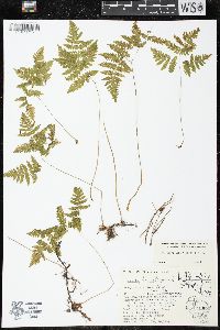 Gymnocarpium dryopteris image