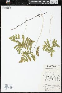 Gymnocarpium dryopteris image