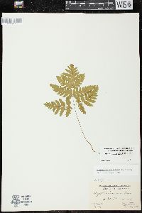 Gymnocarpium dryopteris image