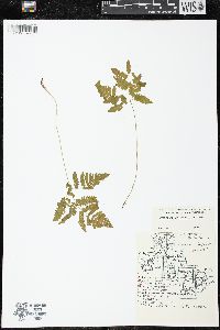 Gymnocarpium dryopteris image