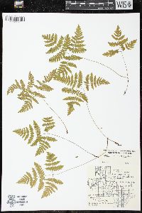 Gymnocarpium dryopteris image