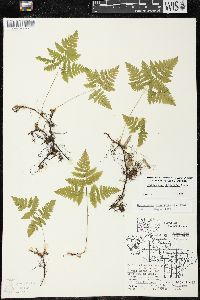 Gymnocarpium dryopteris image