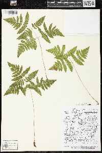 Gymnocarpium dryopteris image