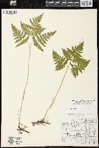 Gymnocarpium dryopteris image