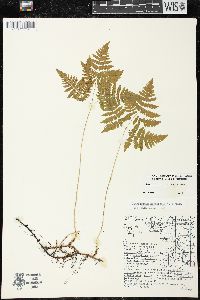 Gymnocarpium dryopteris image