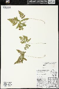 Gymnocarpium dryopteris image