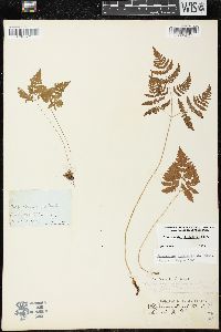 Gymnocarpium dryopteris image