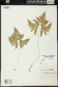 Gymnocarpium dryopteris image