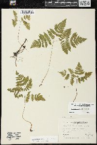 Gymnocarpium dryopteris image