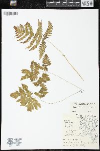 Gymnocarpium dryopteris image