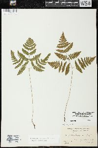 Gymnocarpium dryopteris image