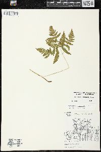 Gymnocarpium dryopteris image