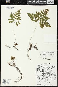 Gymnocarpium dryopteris image