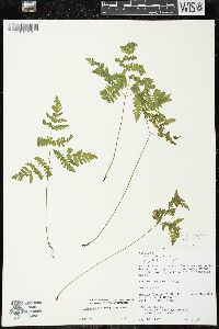 Gymnocarpium dryopteris image