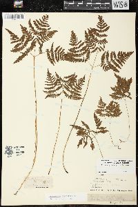 Gymnocarpium dryopteris image