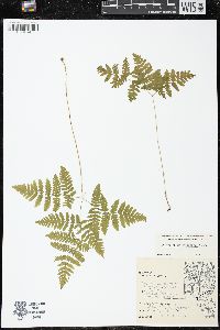 Gymnocarpium dryopteris image