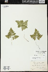 Gymnocarpium dryopteris image