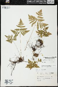 Gymnocarpium dryopteris image