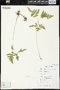 Gymnocarpium dryopteris image