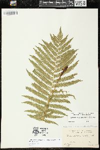 Matteuccia struthiopteris image