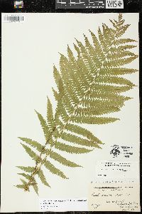 Matteuccia struthiopteris image