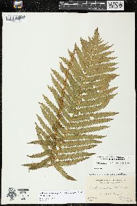 Matteuccia struthiopteris image