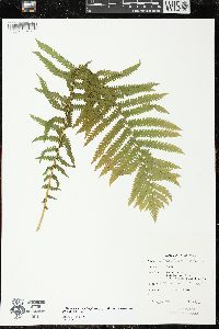 Matteuccia struthiopteris image