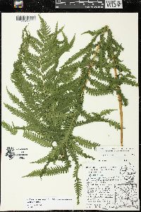Matteuccia struthiopteris var. pensylvanica image