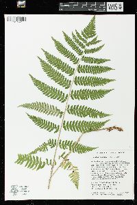 Dryopteris goldieana image