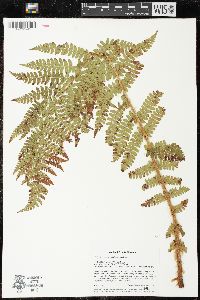 Polystichum braunii image