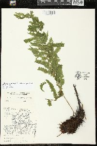 Matteuccia struthiopteris image